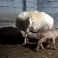 بره نر عالی|حیوانات مزرعه|مشگین شهر, |دیوار