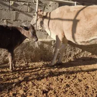 گاوگوساله|حیوانات مزرعه|مسجد سلیمان, |دیوار