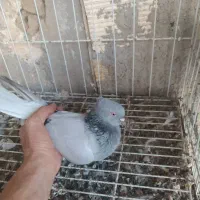 سبز دمب سفید نر و ماده|پرنده|گتوند, |دیوار