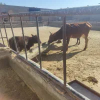 گاو.بادوتا گوساله|حیوانات مزرعه|قم, علی آباد سعدگان|دیوار