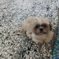 سگ شیتزو سوپر فلت|سگ|شهریار, اصیل آباد|دیوار