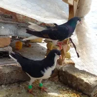 کفتر جفت شهری