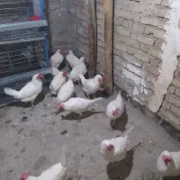 مرغ تخمگذارسفید