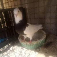 توقی کله سیاه|پرنده|اهواز, رسالت|دیوار