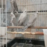 عروس هلندی شاه طوطی قفس پرنده.خریدار پرنده|پرنده|کرج, حصارک بالا|دیوار