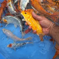 کوی مولد|ماهی|اصفهان, باب الدشت|دیوار