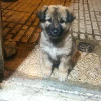 واگذاری توله نژاد دار