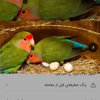 یک جفت طوطی برزیلی