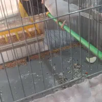 وایت فاکتور