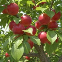 گردو دیرگل مقاوم به یخبندان بهاره|خدمات باغبانی و درختکاری|قشلاق دشت, |دیوار