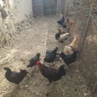 مرغ خروس محلی با خروس ایام