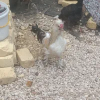 مرغ وخروش|حیوانات مزرعه|شیراز, کیان آباد|دیوار