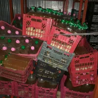 ۱۱۰۰ کیلو آبلیموی دستچین|خوردنی و آشامیدنی|تهران, فلسطین (میدان انقلاب)|دیوار