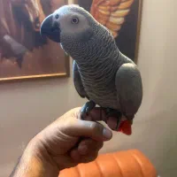 کاسکو