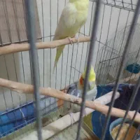 عروس هلندی|پرنده|تهران, هاشمی|دیوار