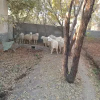 بره و کره محلی