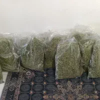 یونجه پر گل و برگ مخصوص جوندگان