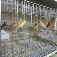 فنج،قناری،مرغ عشق،عروس هلندی،طوطی برزیلی