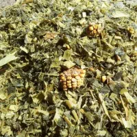 ذرت علوفه ای پر دان