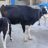 گاو گوساله|حیوانات مزرعه|کوهنانی, |دیوار