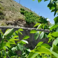 باغ-ویلا