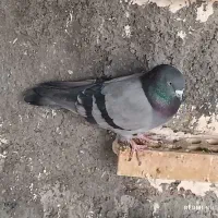 سبز بالاگیر  نر چش سفید|پرنده|گتوند, |دیوار