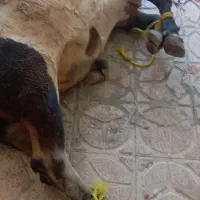 خریدفروش گاو گاومیش و..