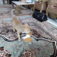 یک قلاده سک بومی سه ماهه دختر نیاز به یک حامی