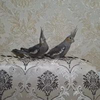 فروش عروس هلندی