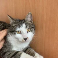 واگذاری گربه به خانواده متعهد