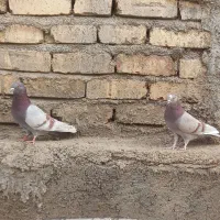 اصلا باورم نمیشه