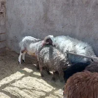 بره قربانی