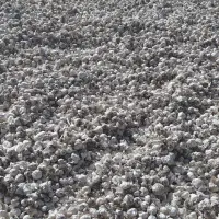 بذر سیر علفی درشت تمیز