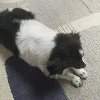 سگ ماده|سگ|رستم‌آباد, |دیوار