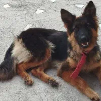 سگ ژرمن ماده|سگ|کیاشهر, |دیوار