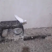 پرنده|پرنده|جوادآباد, |دیوار