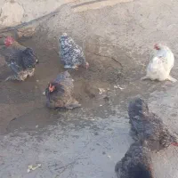 تعدادی مرغ کوشین دم خرگوشی|حیوانات مزرعه|سرپل ذهاب, |دیوار