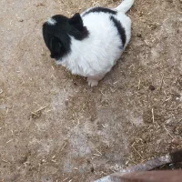 واگذاری پاکوتا|سگ|گنبد کاووس, |دیوار