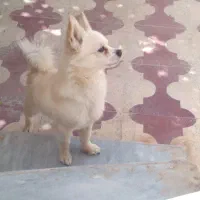 سگ پامر