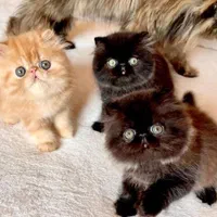 بچه گربه های جذاب iran cats