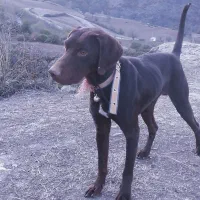 توله‌شکاری