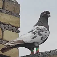نر کله دم قهوی نقاشی