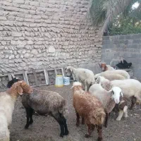 میش چاق بره