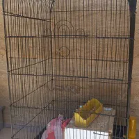 قفس طوطی و عروس هلندی