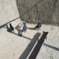 دم سفید هوایی