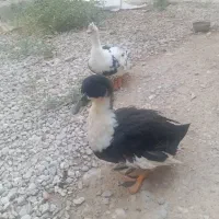 فروش یه جفت اوردک نروماده