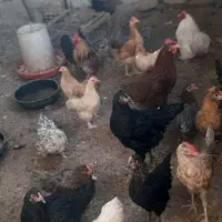 مرغ و خروس و کبوتر ب صورت یکجا|پرنده|اصفهان, همدانیان|دیوار