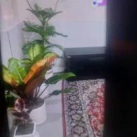سویت-مبله
