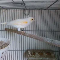 قناری موزایکی نرو ماده  جوجه داده