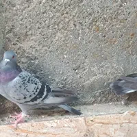 پلاکی|پرنده|میناب, |دیوار